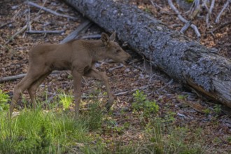 One baby moose or elk, Alces alces, (19 days old, born May 8, 2020). Standing in a forest. Some