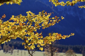 Backlit leaves of the European Beech or Common Beech (Fagus sylvatica)