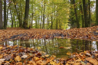 Autumn in the forest, nature, walk, puddle, wet, weather, season, foliage, Germany, Europe