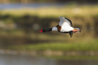 Common Shelduck, Tadorna tadorna, bird in flight over winter marshes