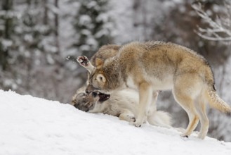 Two young grey wolves (Canis lupus lupus) play with its father on the sloping, snow-covered meadow