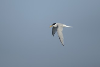 Little tern (Sternula albifrons) adult bird in flight in the summer, England, United Kingdom,