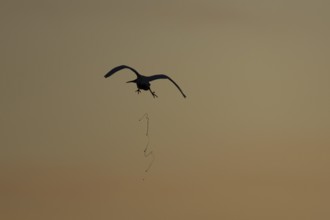 Little egret (Egretta garzetta) silhouette of an adult bird defecating or pooing in flight at