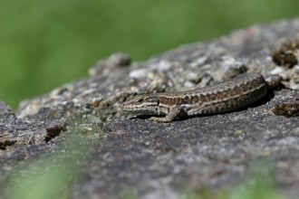 Wall lizard (Podarcis muralis), European wall lizard, in a vineyard, portrait, reptiles, animals,