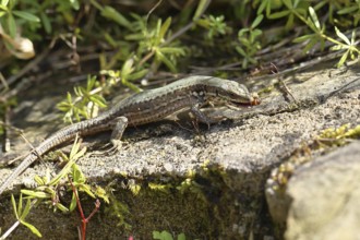 Wall lizard (Podarcis muralis), European wall lizard, in a vineyard, eating an ant, reptiles,