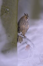 Long-eared owl (Asio otus), sitting on a beech branch covered with hoarfrost in a winter forest,