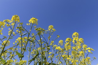 Oilseed rape (Brassica napus) in bloom against a blue sky, Saxony, Germany, Europe