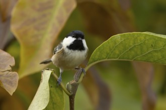 Coal tit (Periparus ater) adult bird on a garden Magnolia tree with autumn coloured leaves,