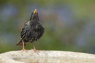 Common or European starling (Sturnus vulgaris) adult bird drinking at a garden bird bath, England,