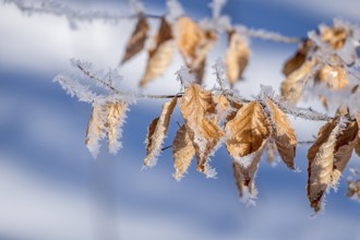 Close-up of frozen leaves with hoarfrost on branches against a blue background, Münsterland, North