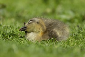 Greylag goose (Anser anser) juvenile baby gosling bird resting on grassland, England, United