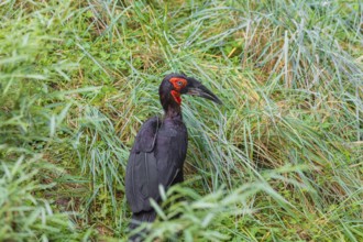 A southern ground hornbill, Bucorvus leadbeate, searches for food in tall grass