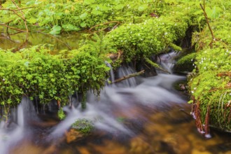 Kleine Ohe creek below Waldhaeuser village in the Bavarian Forest Nationalpark. Flowing water,