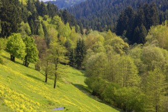 Hilly forest and meadow landscape in the Mühlviertel, Austria, Europe