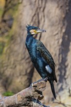 Great cormorant, Phalacrocorax carbo, sits on a branch