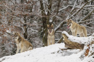 Three grey wolves (Canis lupus lupus) stand on a snow-covered hill behind a fallen tree on a cold,