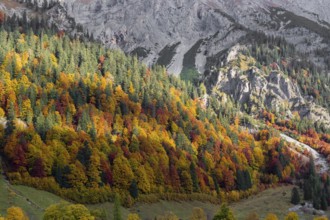 A forest in fall foliage behind the Eng alp, Eng valley, Tyrol, Austria, Europe