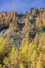 Fall foliage seen from the Malta Hochalm road. Carithia, Austria, Europe