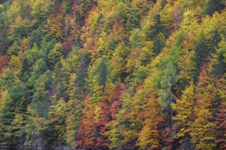 Lake Toplitz, forest in full autumn colors, Austria, Europe