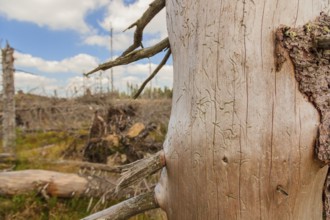 Image of bark beetle feeding under the bark in the trunk. Bavarian Forest, Falkenstein area,