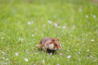 A European hamster (Cricetus cricetus), Eurasian hamster, black-bellied hamster or common hamster,