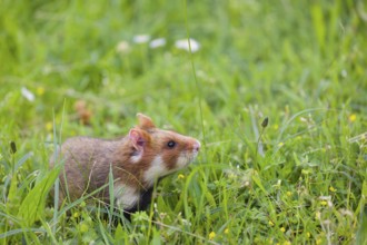 A European hamster (Cricetus cricetus), Eurasian hamster, black-bellied hamster or common hamster,