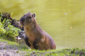 A (greater) capybara (Hydrochoerus hydrochaeris) jumps ashore