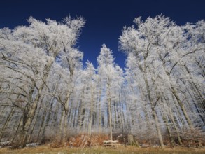 Beech woodland (Fagus sylvatica), covered in hoarfrost against a deep blue sky in winter, beside