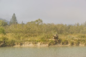 Isar valley nature conservancy area. The wild Isar river flows through its gravel bed past