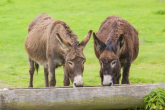 Two adult mixed breed donkey drink water from a trough