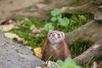 A male ferret (Mustela putorius furo) sits at a dead root of a tree, looking upwards