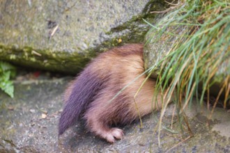 A male ferret (Mustela putorius furo) enters a crevice, only his back can be seen