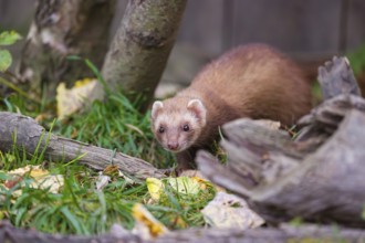 A male ferret (Mustela putorius furo) stands between dead trunks of trees, searching for food