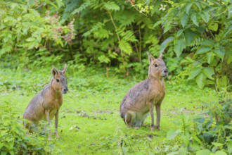 Two Patagonian maras (Dolichotis patagonum) sit on a meadow, surrounded by dense vegetation