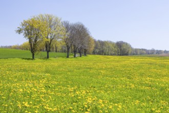 Field path through flowering meadows in spring, near Liebstadt, Saxony, Germany, Europe