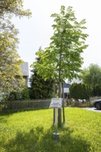 Winter lime tree (Tilia cordata), planted for the 700th anniversary of Mülsen St. Niclas, district