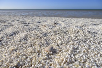 Millions of cockles (Fragum erugatum) at Shell Beach, Hamelin Pool, Shire of Shark Bay, Western