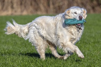 Golden retriever, gun dog with cream coloured coat running with training dummy in field