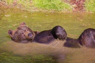 An adult male brown bear (Ursus arctos arctos) bathing completely relaxed in a pond