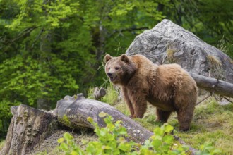 An adult female brown bear (Ursus arctos arctos) stands next to a fallen tree lying on a hill