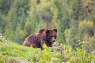 A young male brown bear (Ursus arctos arctos) crosses a meadow on hilly terrain, looking for food.