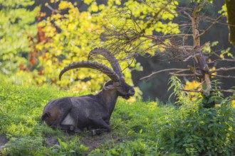 A male ibex (Capra ibex) rest on a hill at the edge of the forest in soft backlighting. A forest