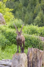 A male ibex (Capra ibex) stands in hilly terrain on two high tree stumps standing next to each