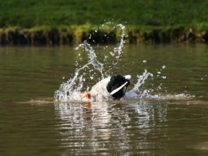 Mallard (Anas platyrhynchos), male duck bathing in a lake, Hesse, Germany, Europe