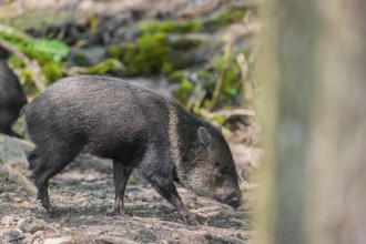 A collared peccary (Dicotyles tajacu) stands in a forest in front of a small cataract