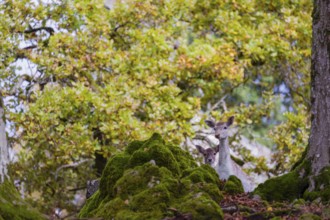 Two female fallow deer (Dama dama) roam through a forest in search of food