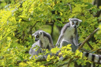 Two ring-tailed lemurs (Lemur catta) sit high up in a tree on a branch between fresh green leaves