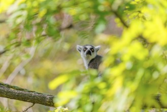 A ring-tailed lemur (Lemur catta) sits high up in a tree on a branch between fresh green leaves