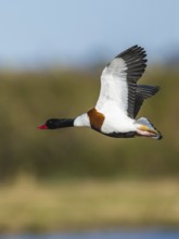 Common Shelduck, Tadorna tadorna, bird in flight over winter marshes