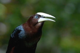 Male Chestnut-headed Oropendola (Psarocolius wagleri), Portrait, Costa Rica, Central America